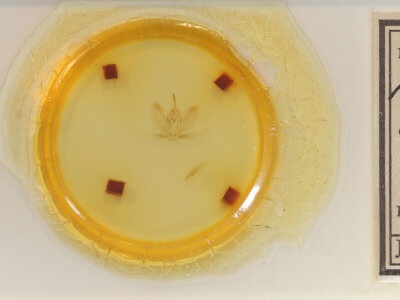 slide view of adult Metarranthis angularia