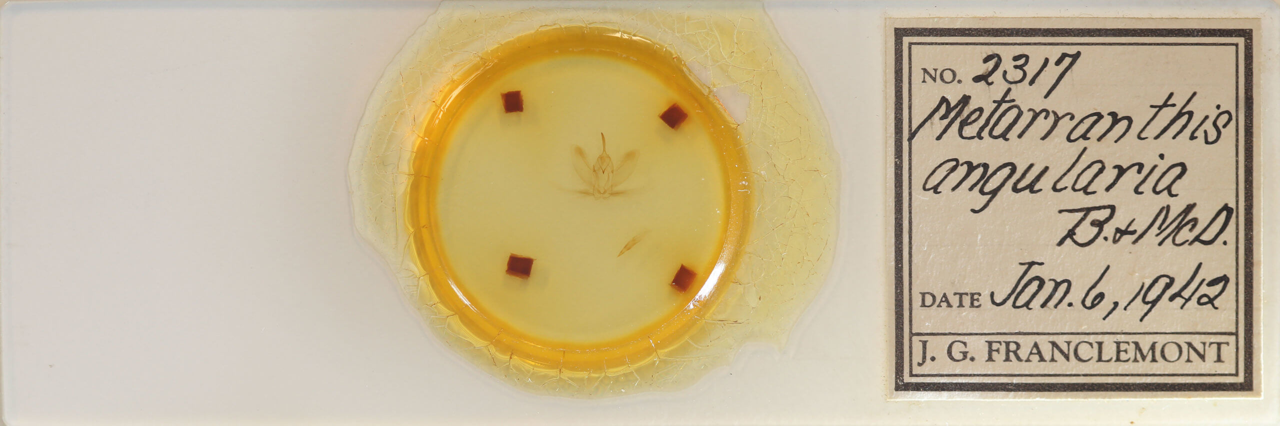 slide view of adult Metarranthis angularia