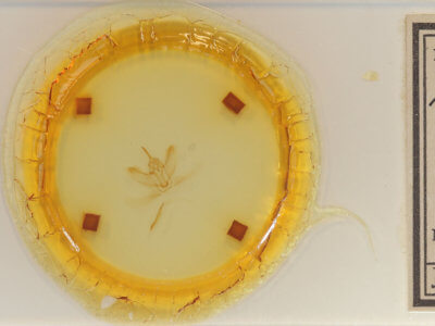 slide view of adult Metarranthis duaria