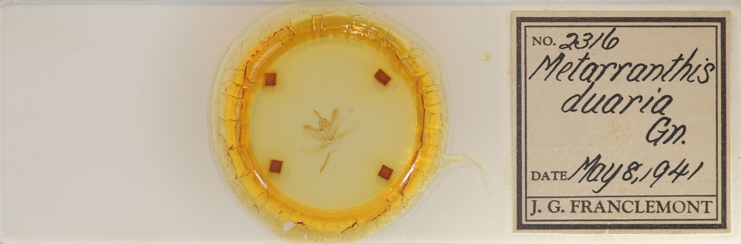 slide view of adult Metarranthis duaria