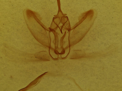 genitalia view of adult Metarranthis duaria