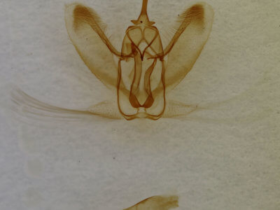 genitalia view of adult Metarranthis duaria