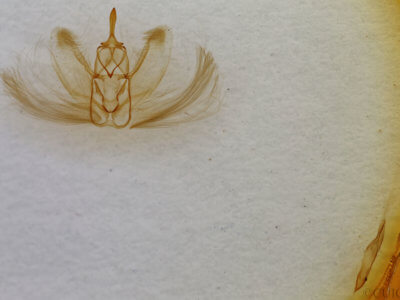 genitalia view of adult Metarranthis homuraria