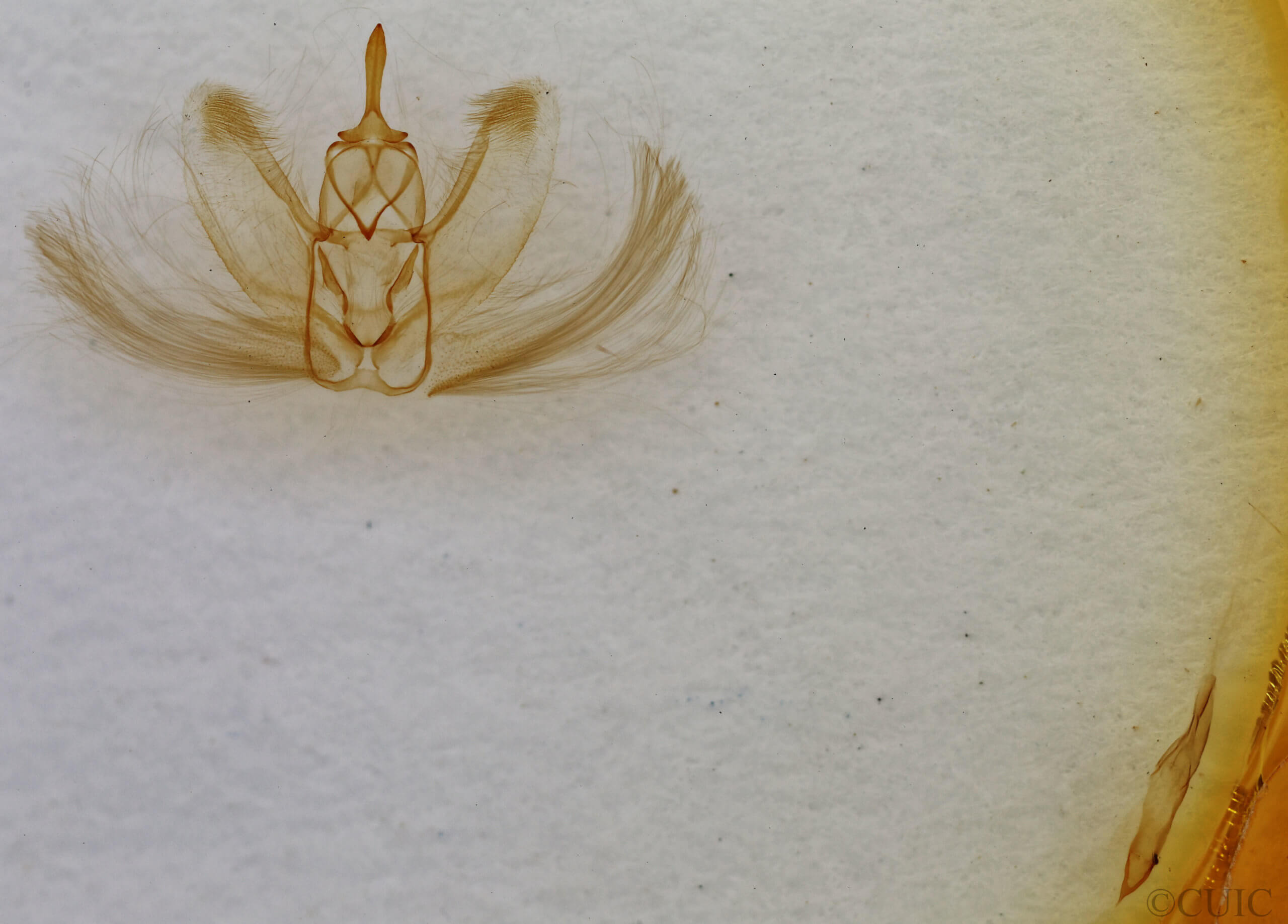 genitalia view of adult Metarranthis homuraria