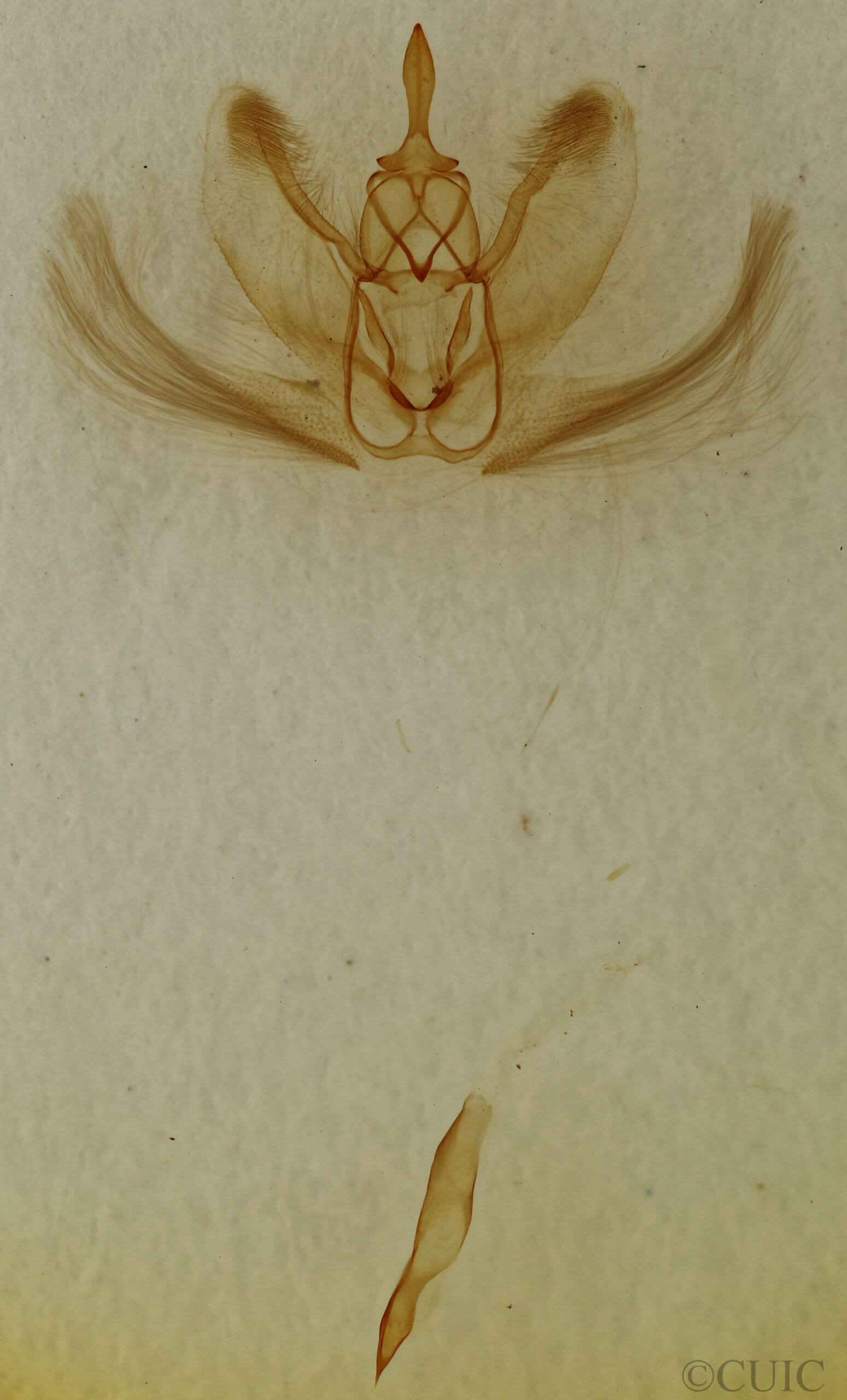 genitalia view of adult Metarranthis homuraria