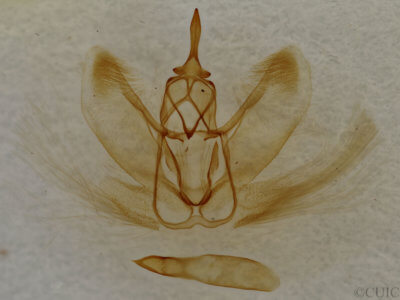 genitalia view of adult Metarranthis homuraria