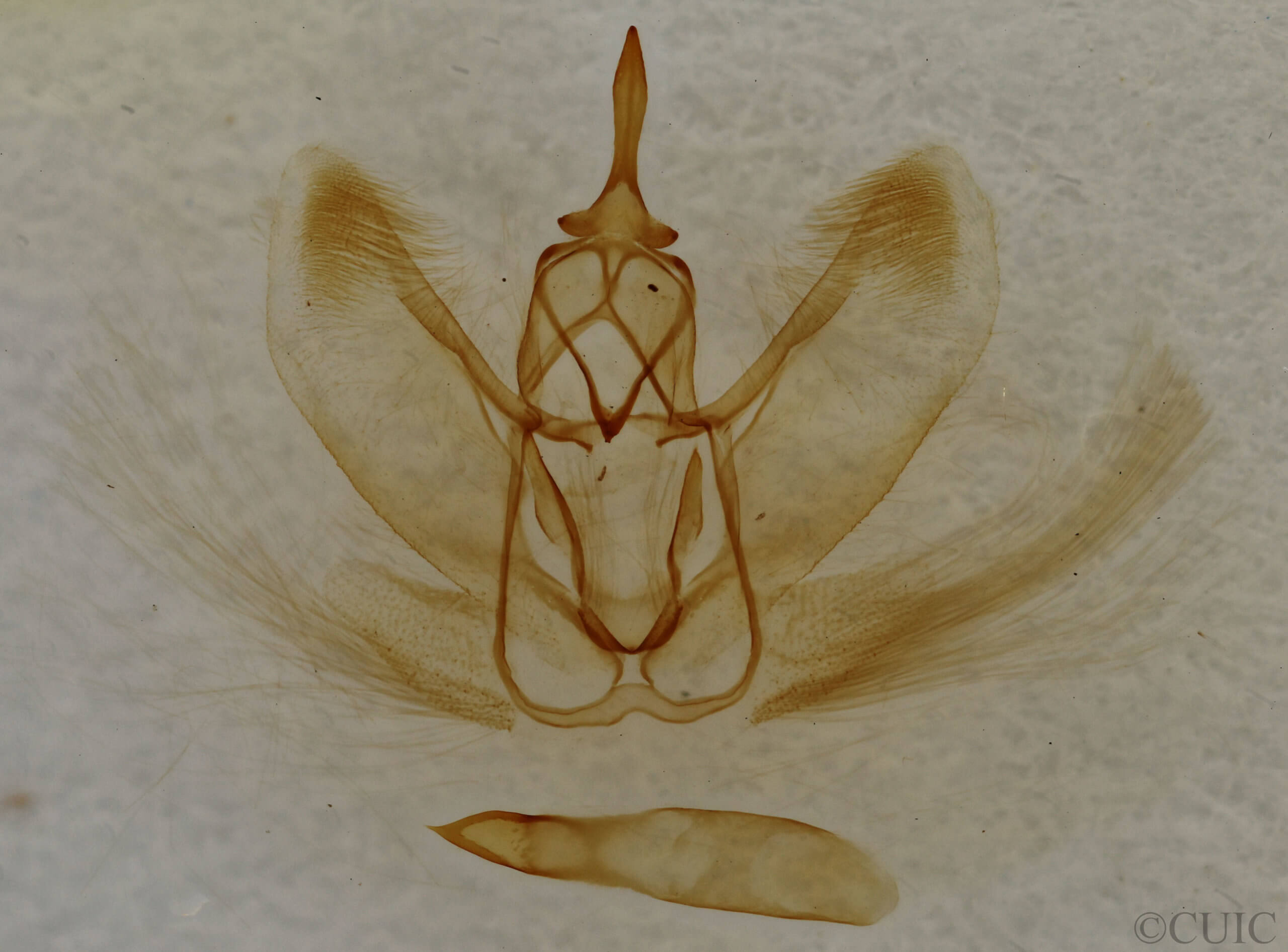 genitalia view of adult Metarranthis homuraria