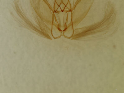 genitalia view of adult Metarranthis homuraria