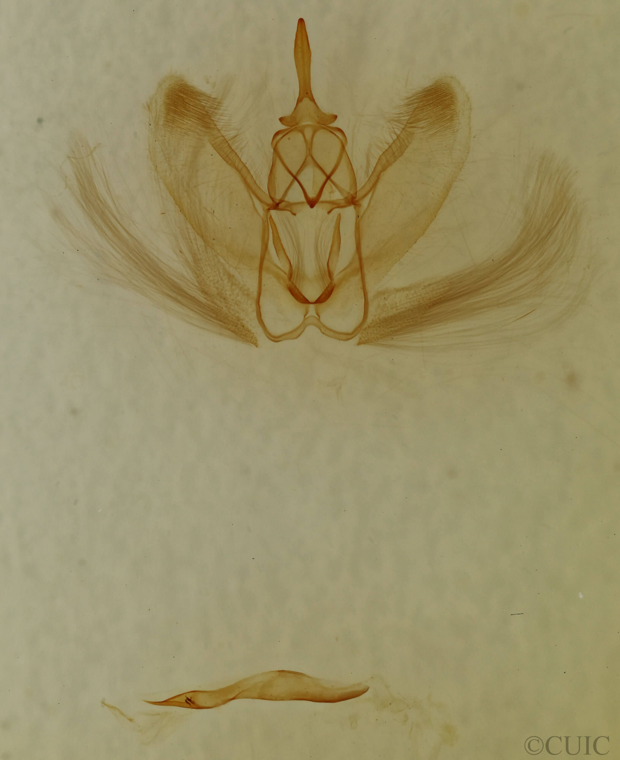 genitalia view of adult Metarranthis homuraria