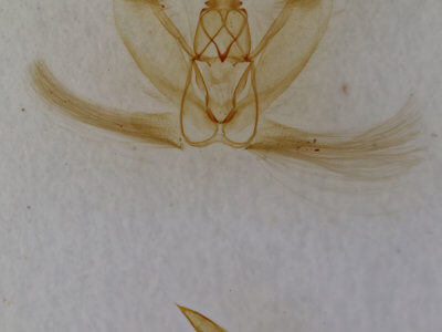 genitalia view of adult Metarranthis homuraria