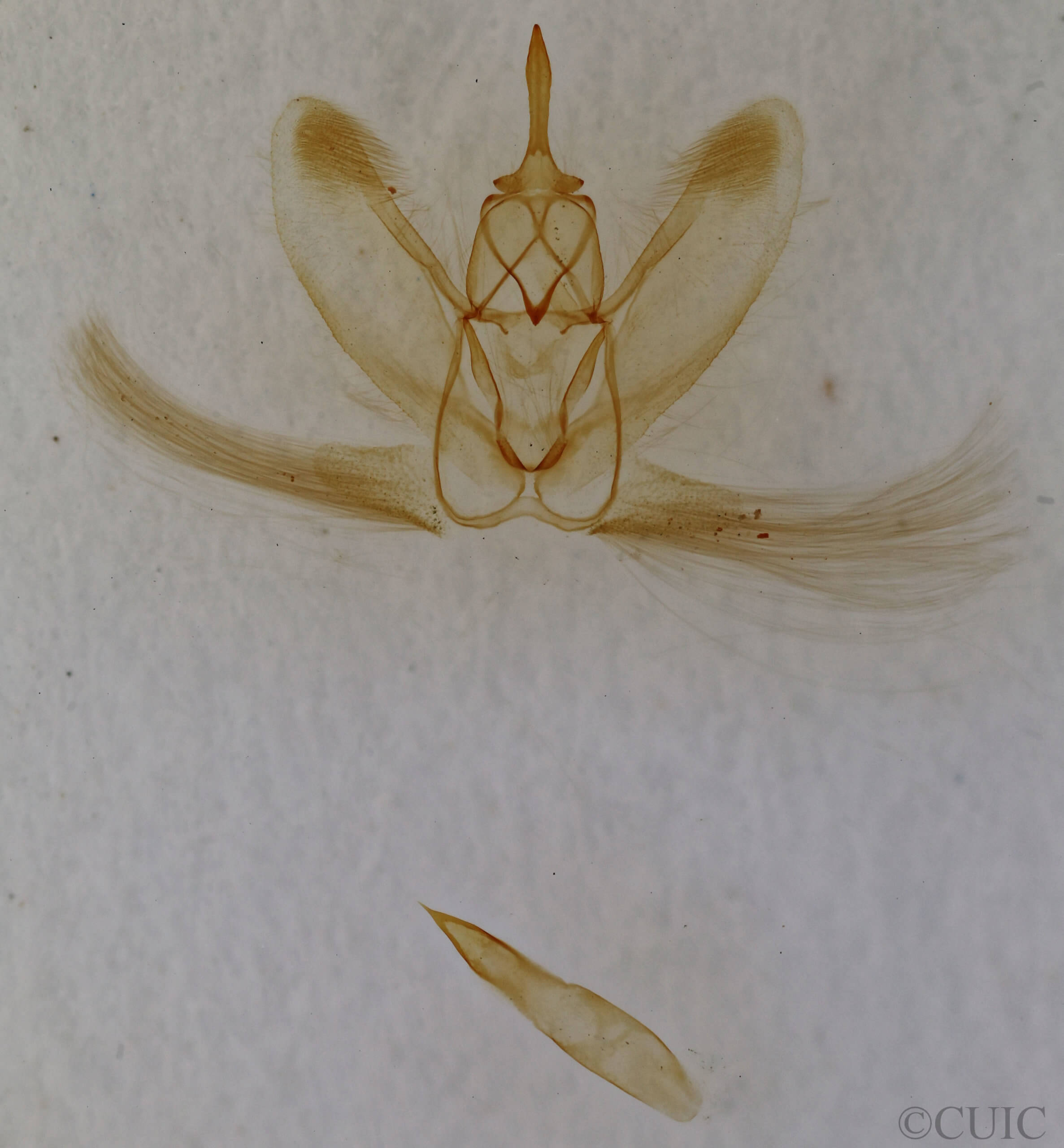 genitalia view of adult Metarranthis homuraria