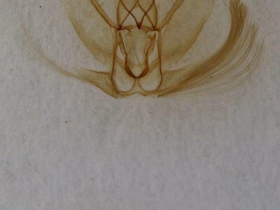 genitalia view of adult Metarranthis homuraria