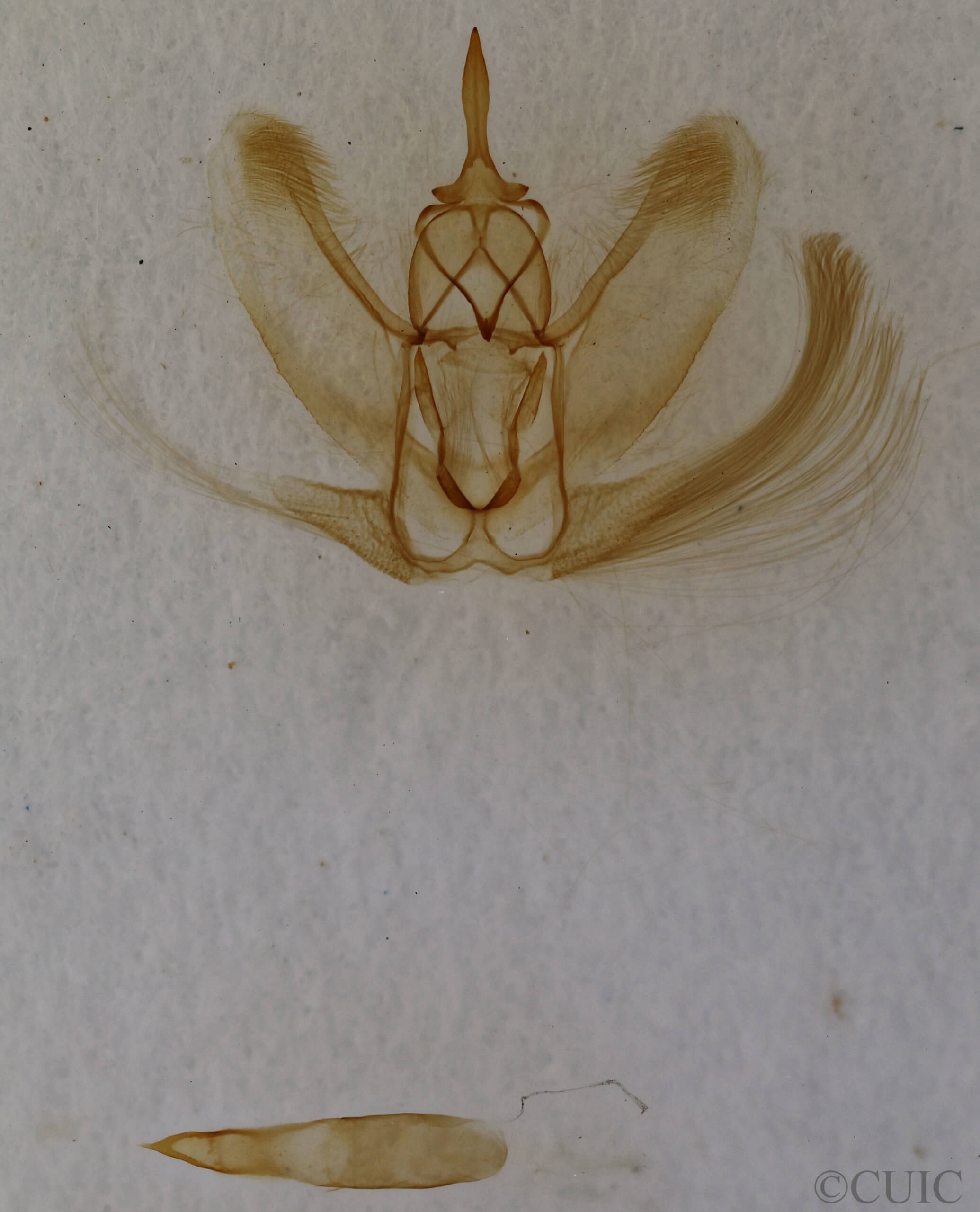 genitalia view of adult Metarranthis homuraria