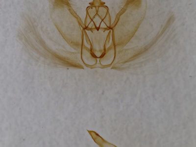 genitalia view of adult Metarranthis  homuraria