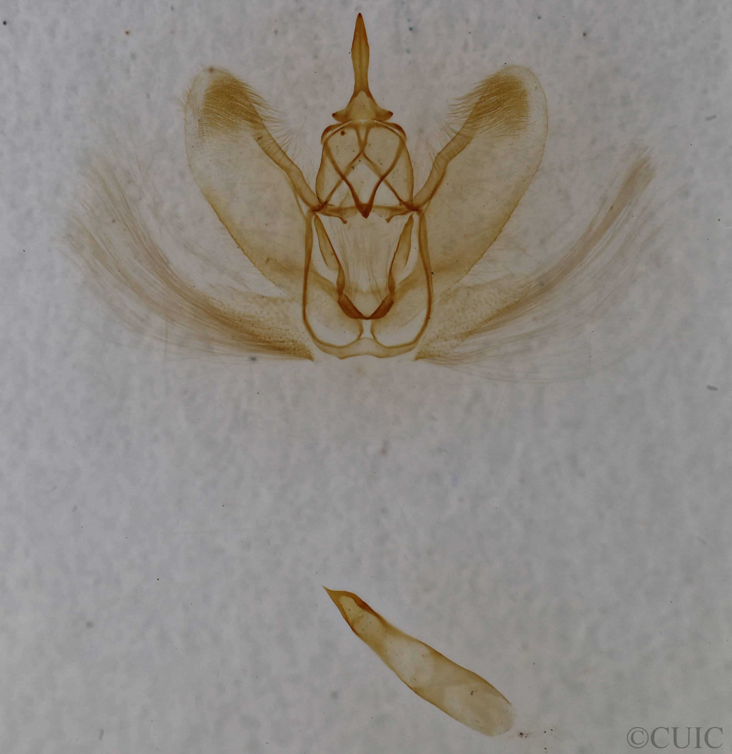 genitalia view of adult Metarranthis  homuraria