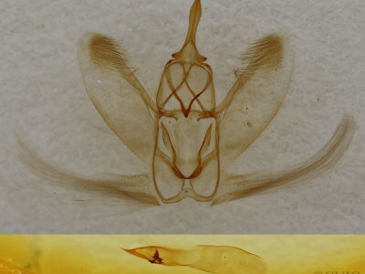 genitalia view of adult Metarranthis homuraria