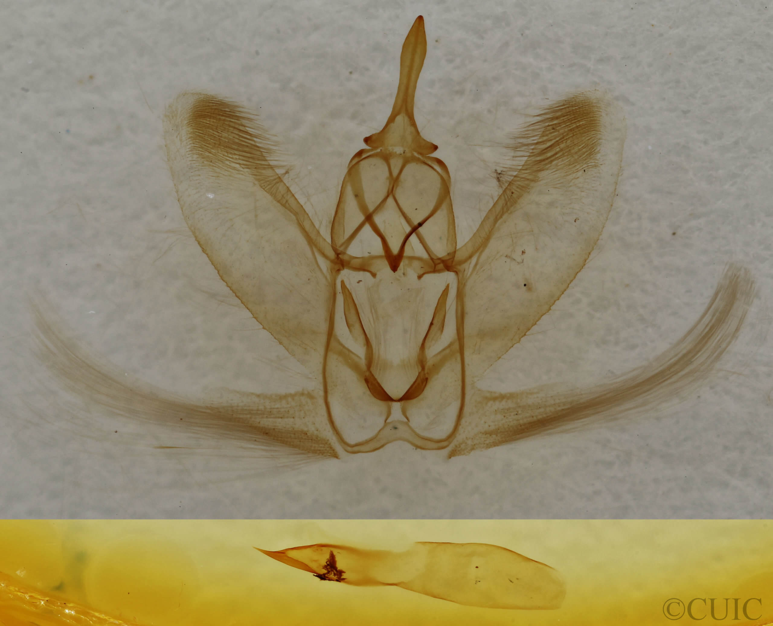 genitalia view of adult Metarranthis homuraria