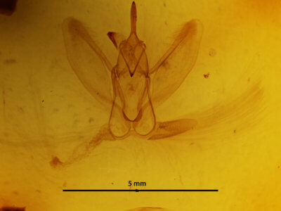 genitalia view of adult Metarranthis hypochraria