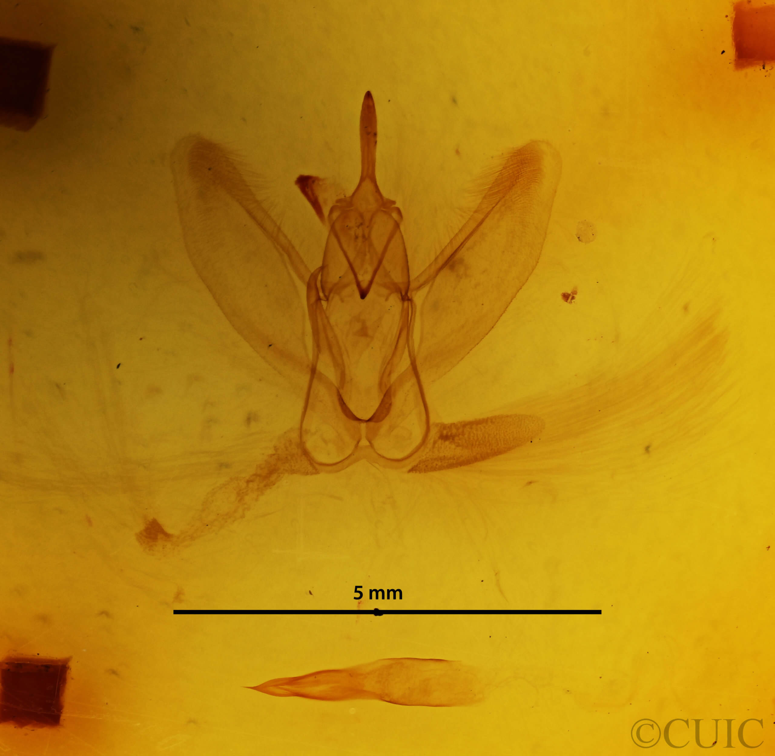 genitalia view of adult Metarranthis hypochraria
