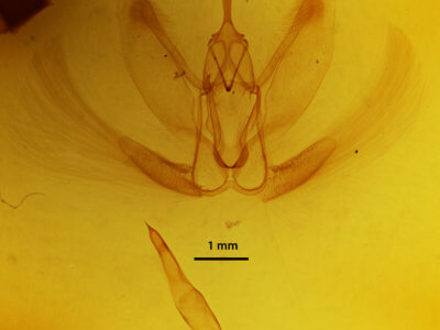 genitalia view of adult Metarranthis hypochraria