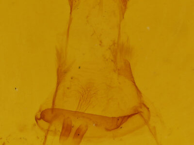 genitalia view of adult Metarranthis hypochraria