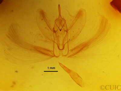 genitalia view of adult Metarranthis hypochraria