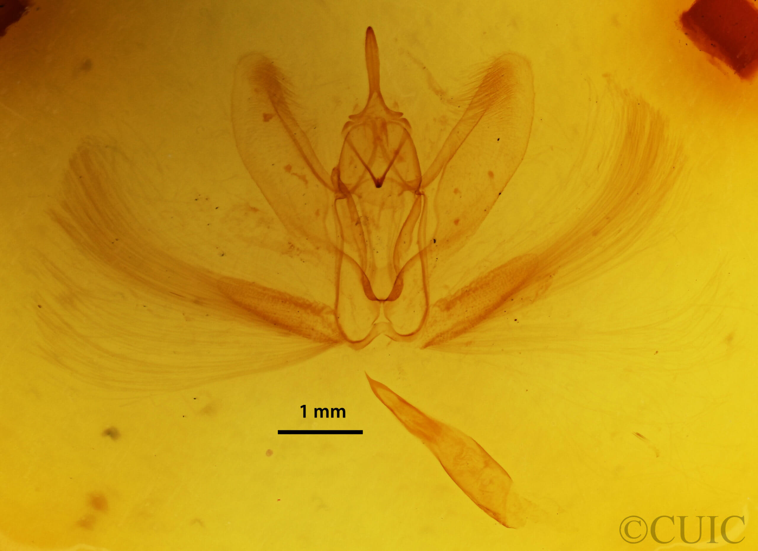 genitalia view of adult Metarranthis hypochraria