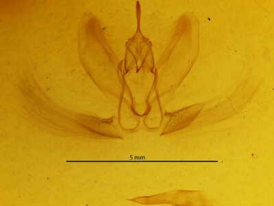genitalia view of adult Metarranthis hypochraria
