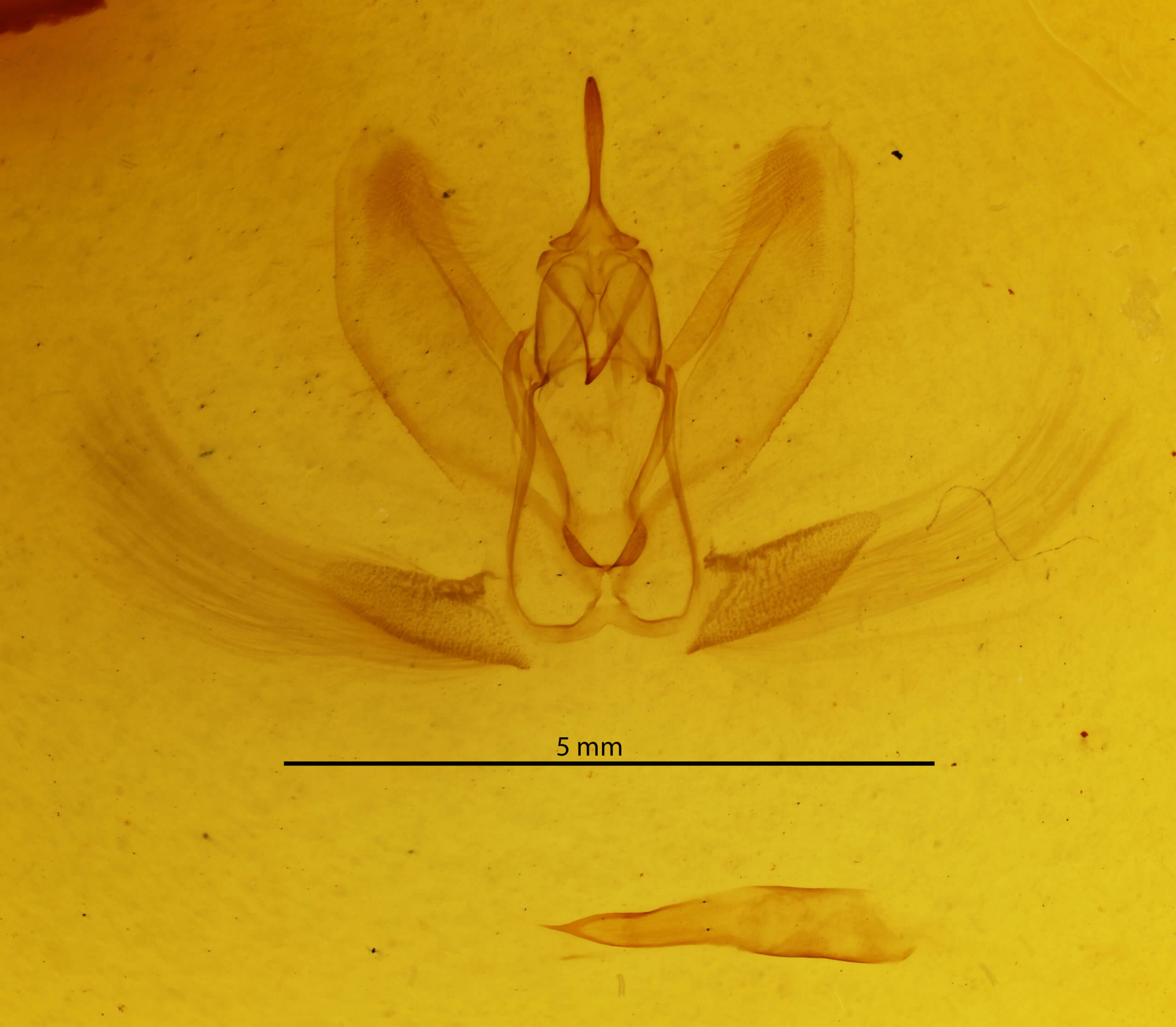 genitalia view of adult Metarranthis hypochraria