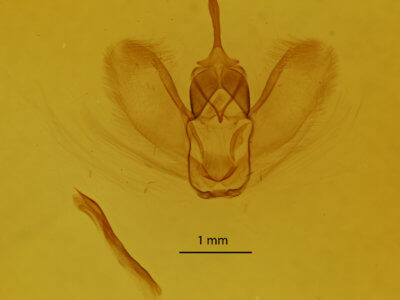 genitalia view of adult Metarranthis obfirmaria