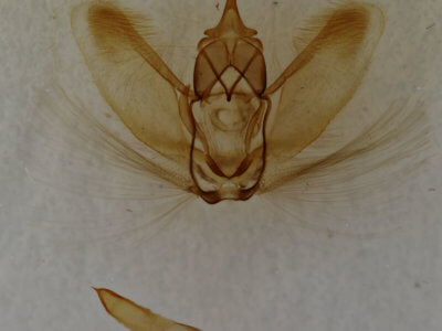 genitalia view of adult Metarranthis obfirmaria
