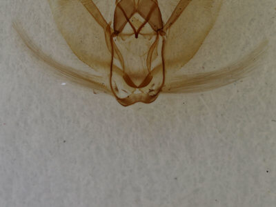 genitalia view of adult Metarranthis obfirmaria