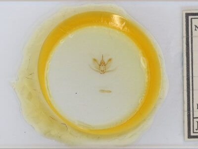 slide view of adult Metarranthis obfirmaria