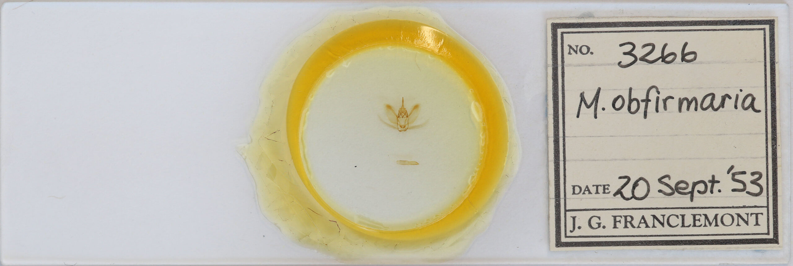 slide view of adult Metarranthis obfirmaria