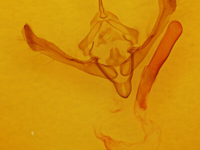 genitalia view of adult Metaxaglaea inulta