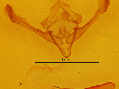 genitalia view of adult Metaxaglaea inulta