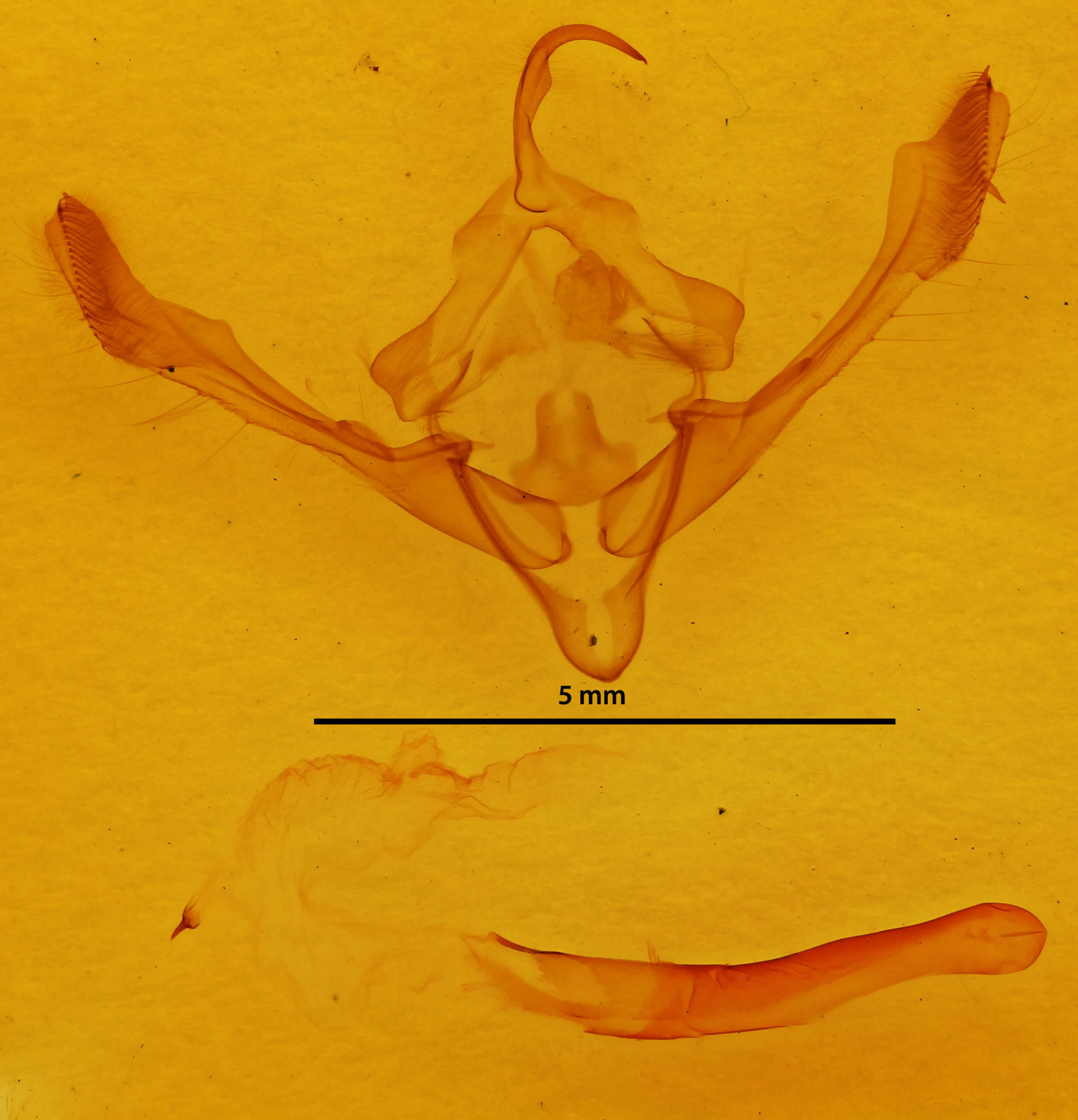genitalia view of adult Metaxaglaea inulta