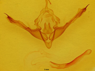 genitalia view of adult Metaxaglaea viatica