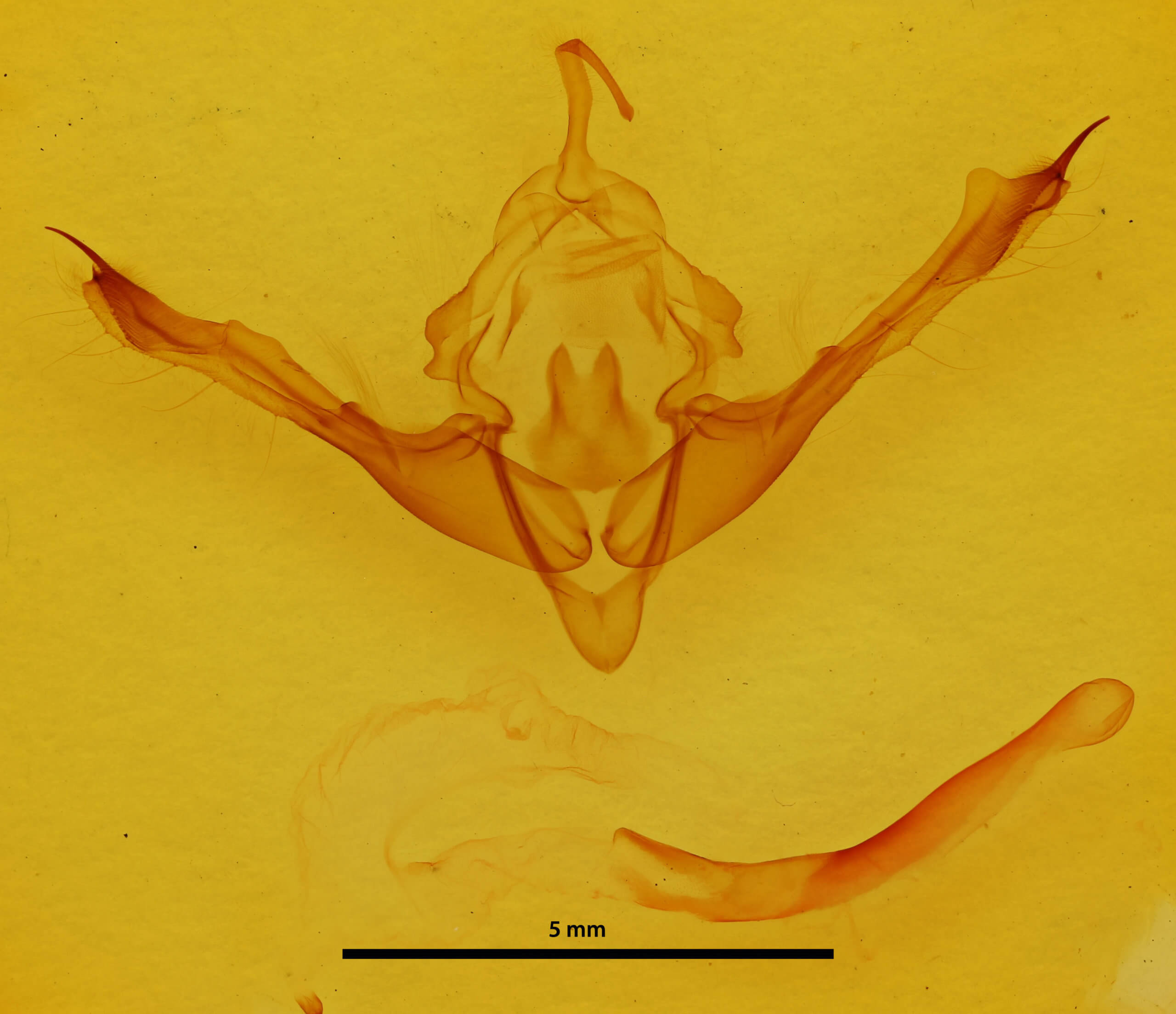 genitalia view of adult Metaxaglaea viatica