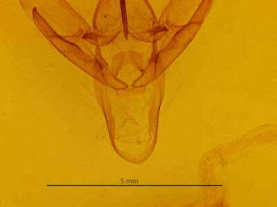 genitalia view of adult Macrobrochis gigas