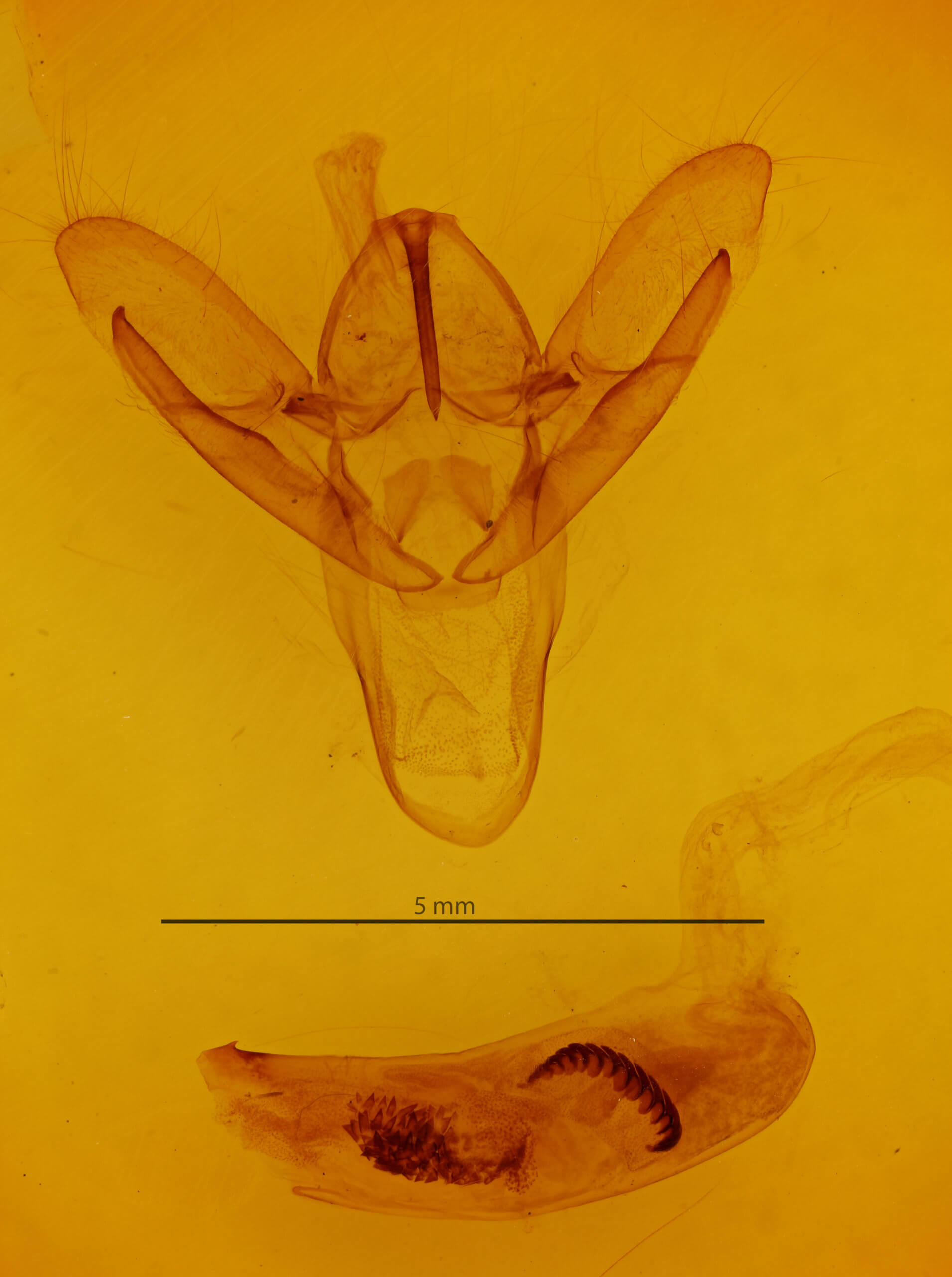 genitalia view of adult Macrobrochis gigas