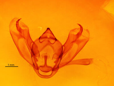 genitalia view of adult Milionia diva