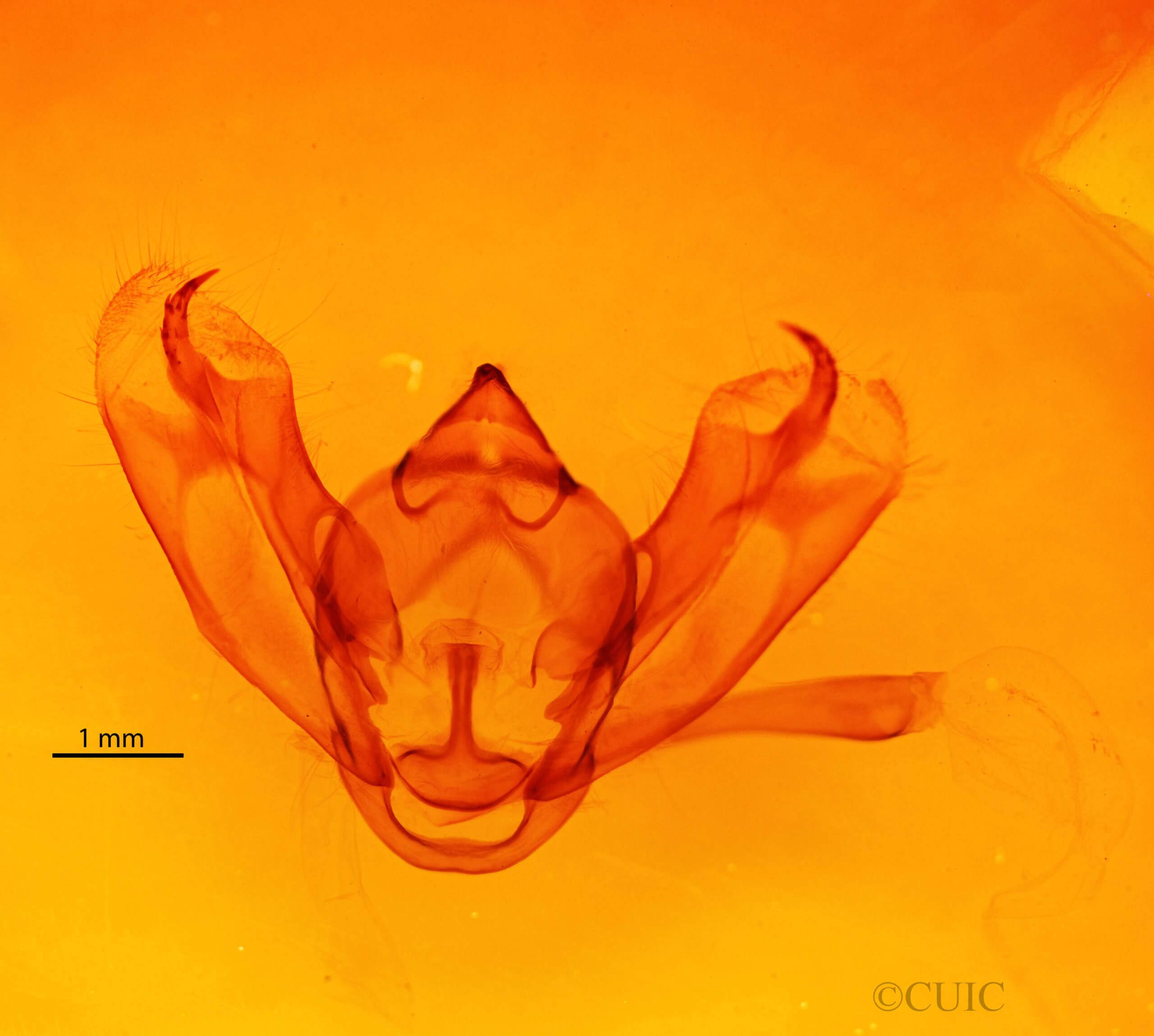 genitalia view of adult Milionia diva