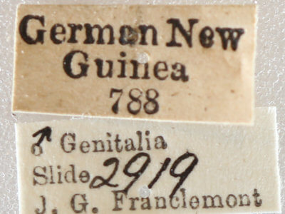 label view of adult Milionia diva