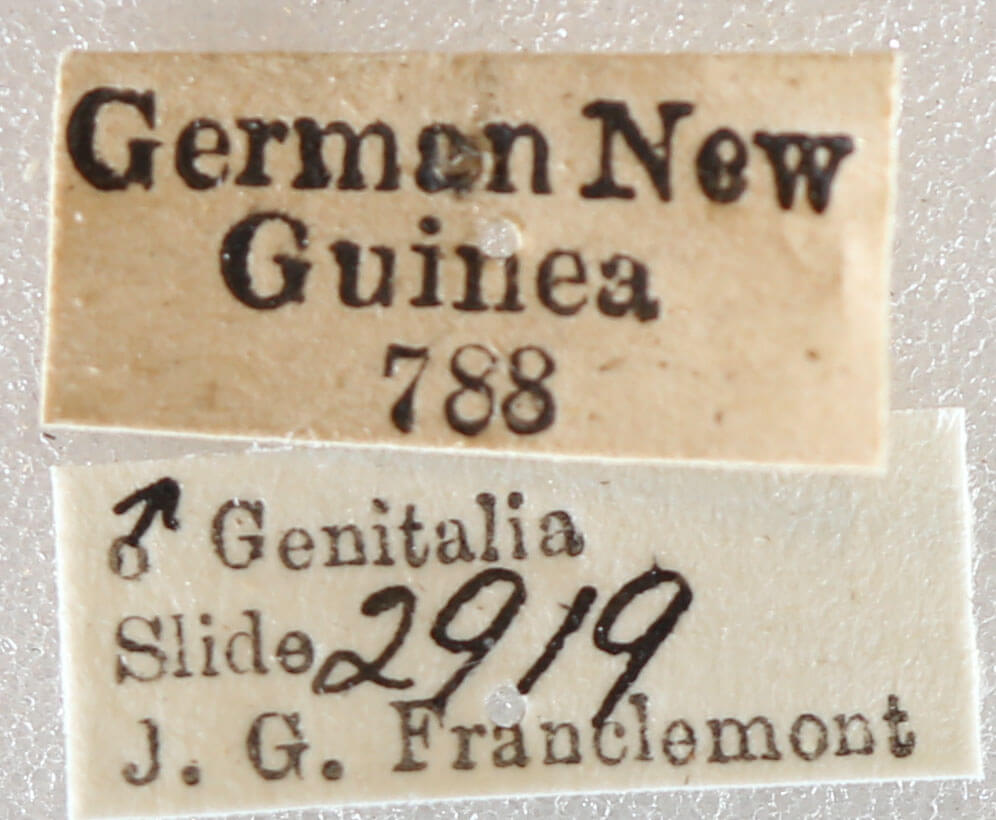 label view of adult Milionia diva