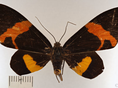 dorsal view of adult Milionia diva