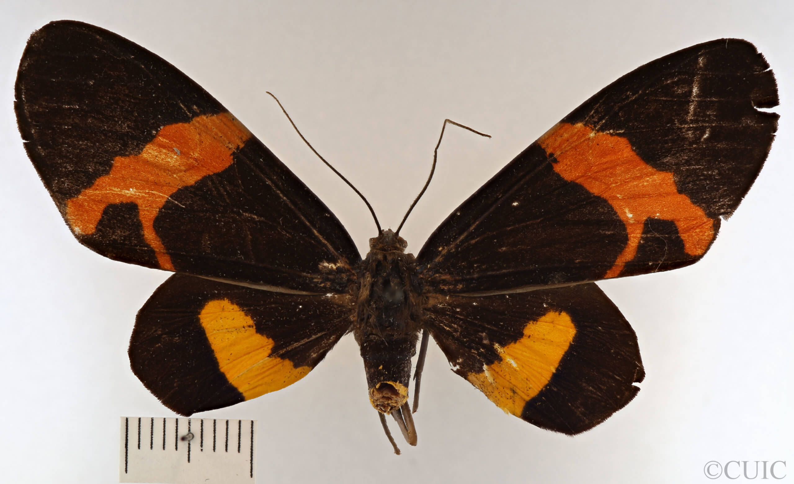 dorsal view of adult Milionia diva
