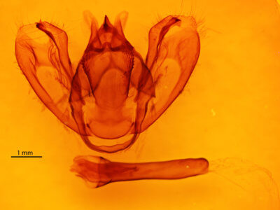 genitalia view of adult Milionia dohertyi