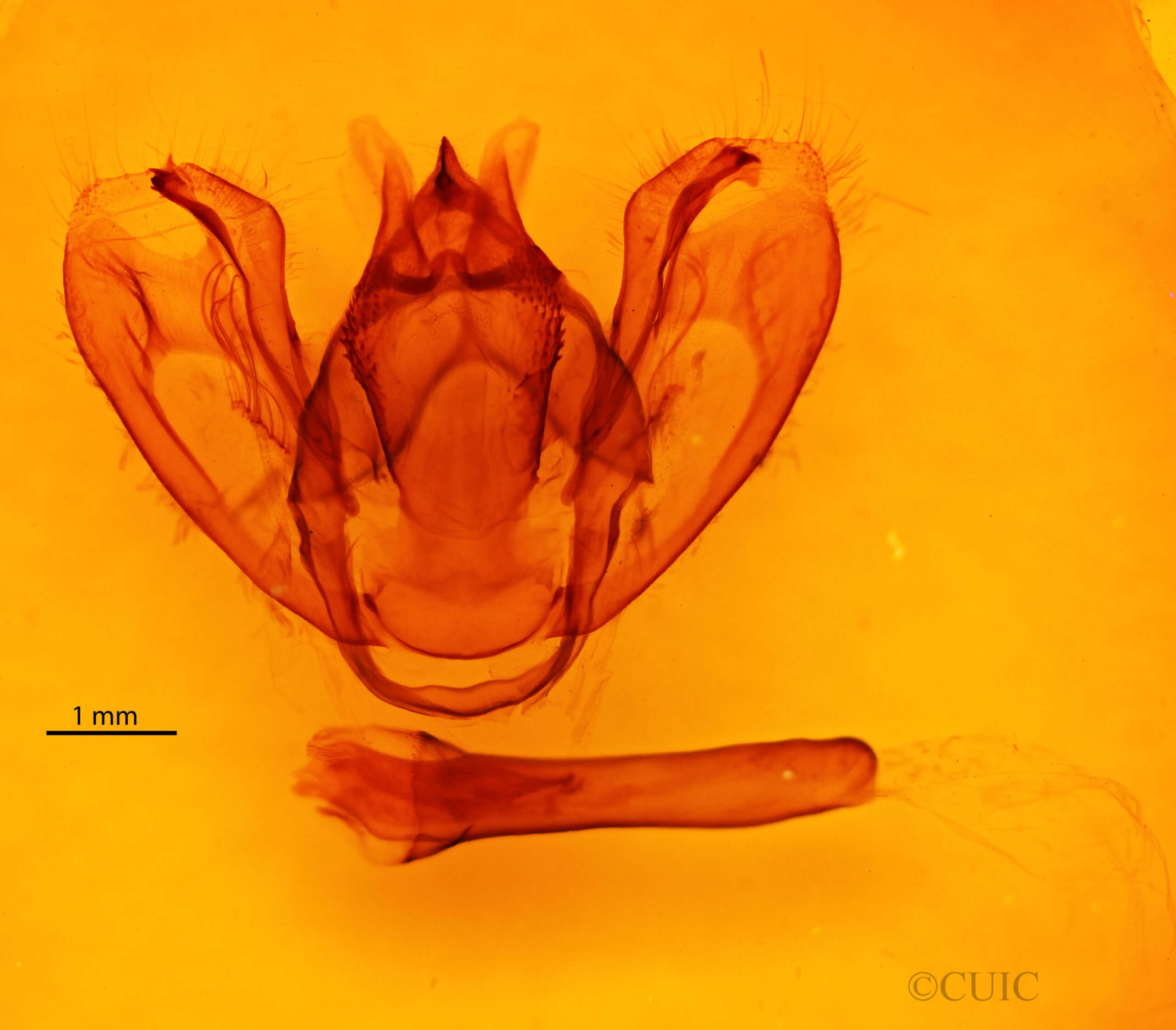 genitalia view of adult Milionia dohertyi