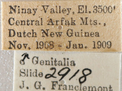 label view of adult Milionia dohertyi